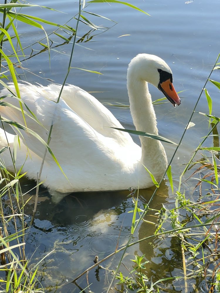 Photograph by Eugenia Schmidt