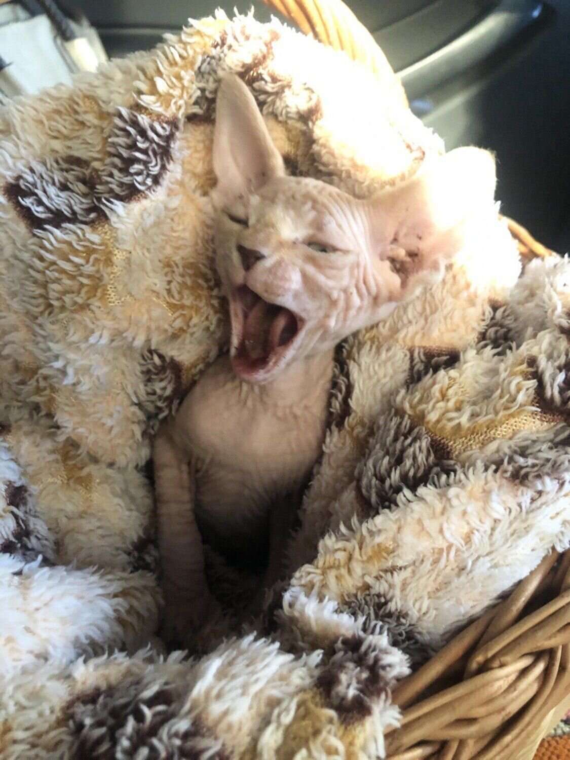 Photo #9729344