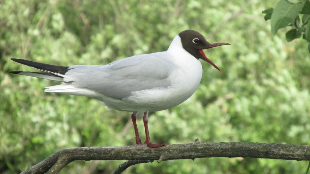 Photograph by Аlessandro