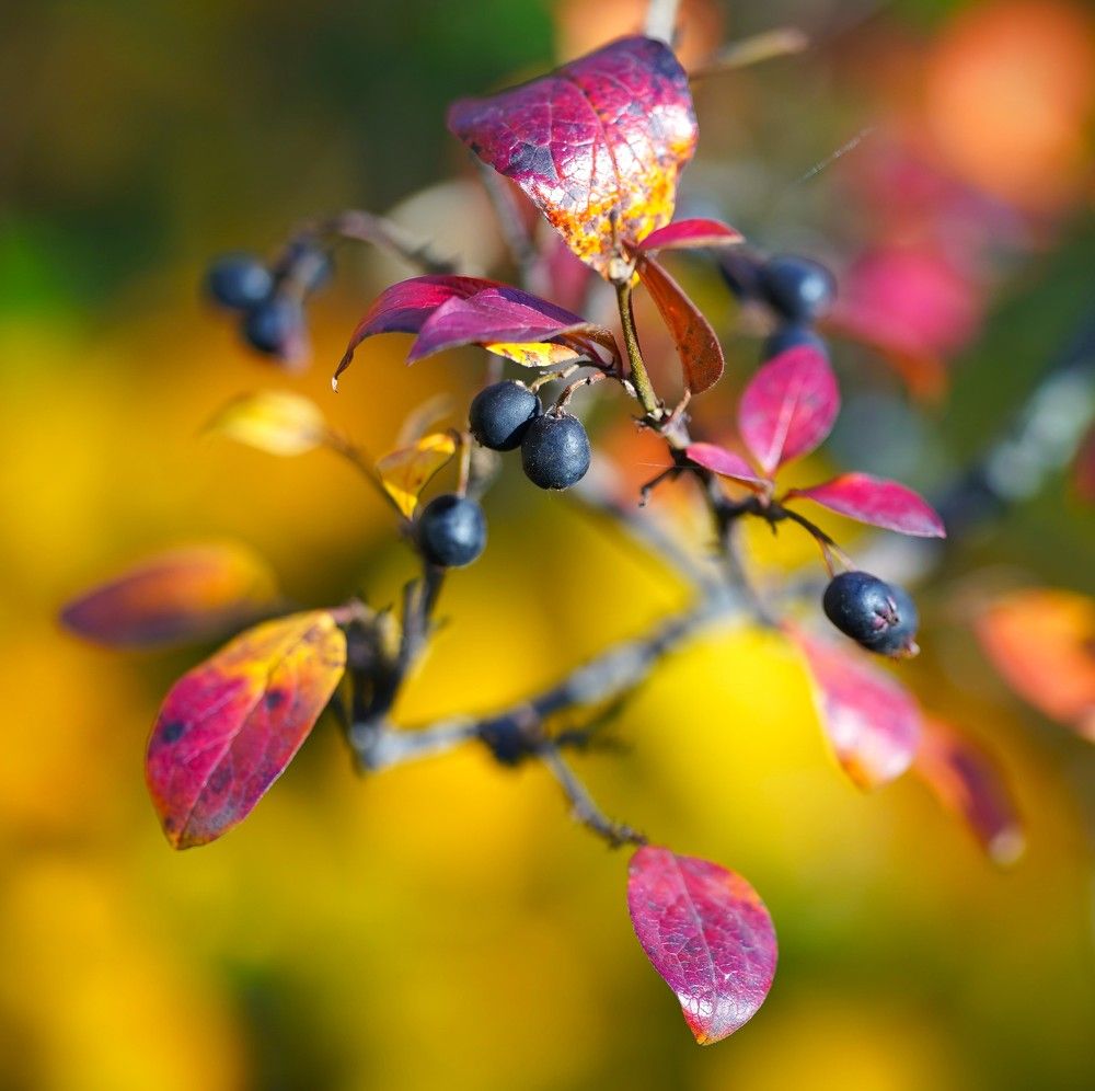 Photograph by Maria Zagagul