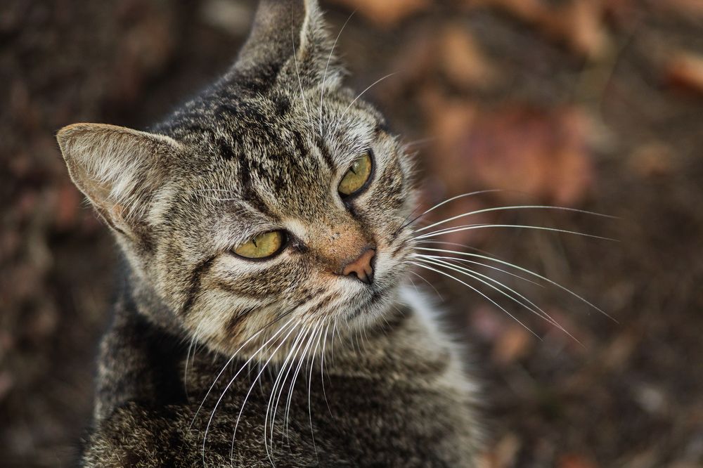 Photograph by Елена Квасова