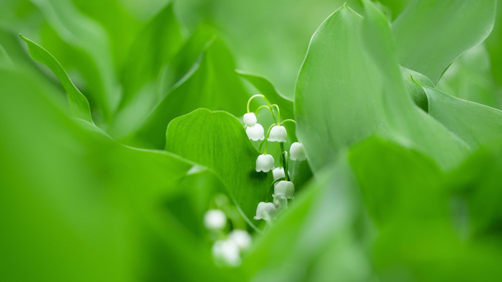 Photograph by Максим Кукурунд