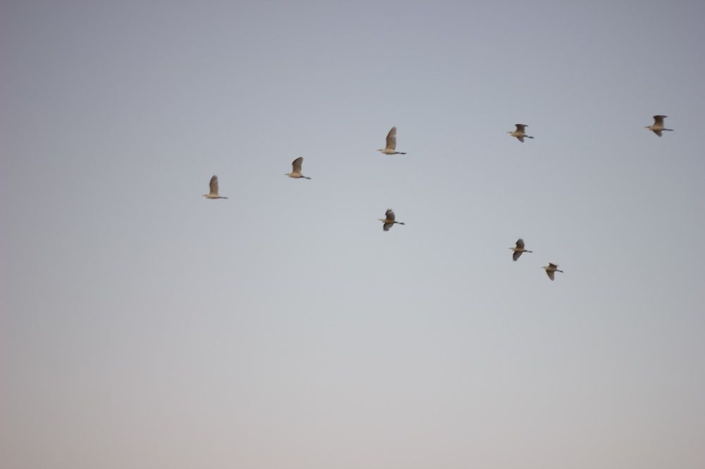 Фотография автора Анна Хейфиц