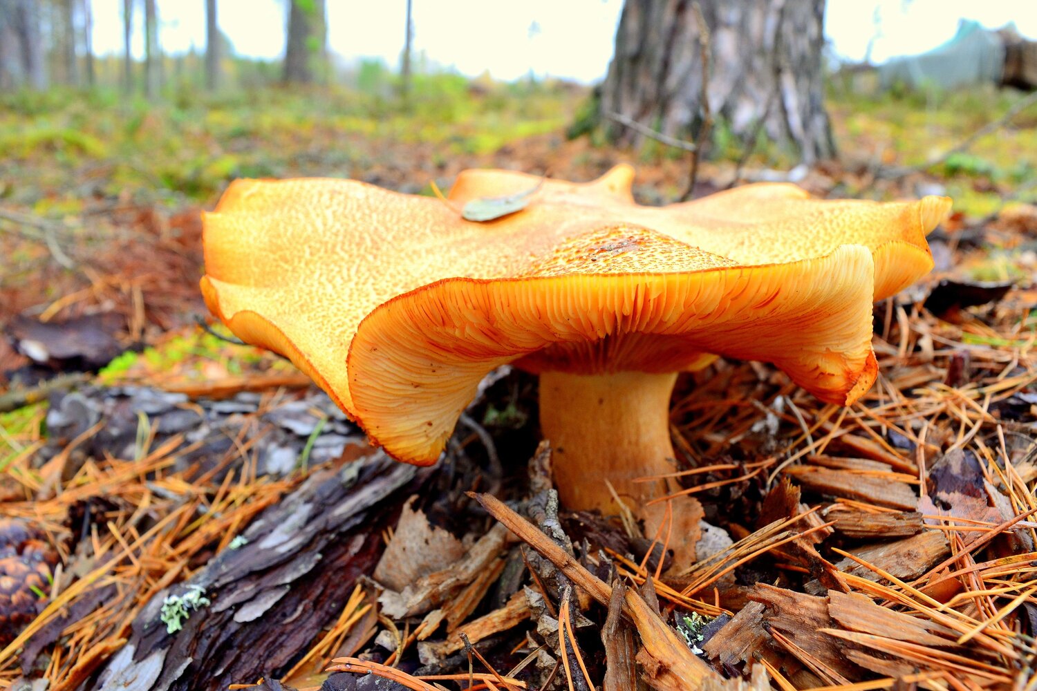 Photo #9729798