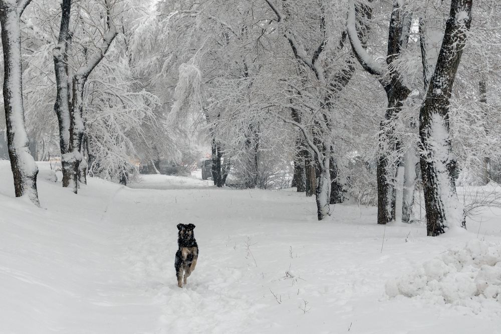 Photograph by Олег Волков