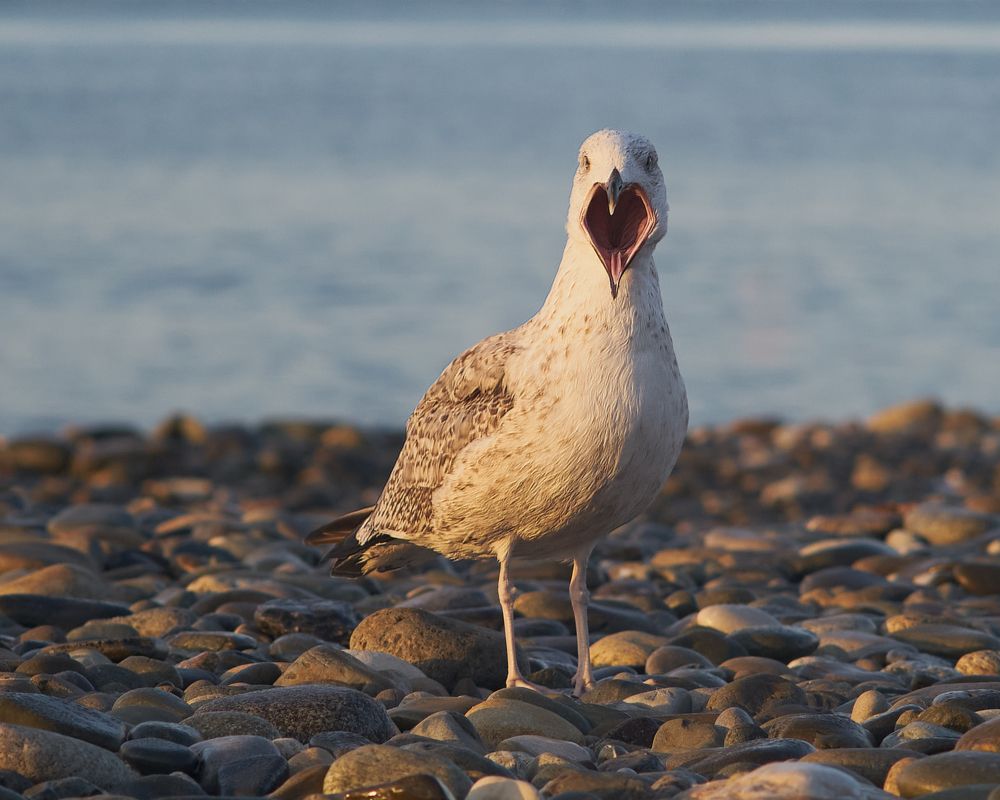 Photograph by Ирина Секачева
