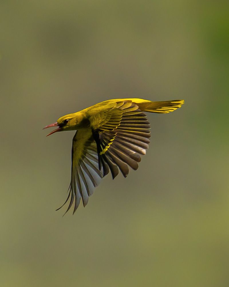 Golden Oriole