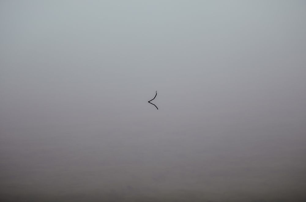 Photograph by Геннадий Васенков