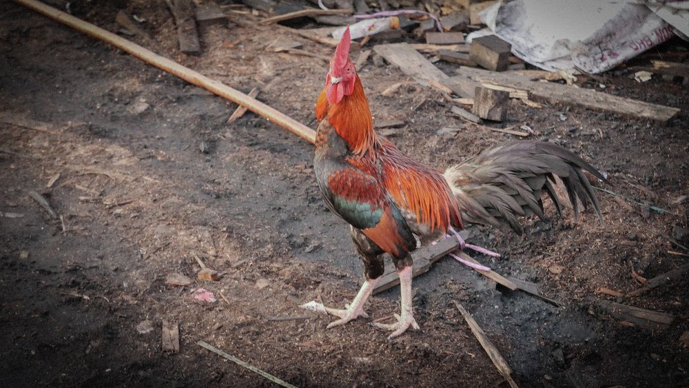 Photograph by EVELYN SIEW YEN CHAN