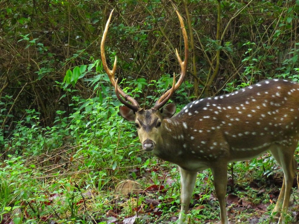 Male Spotted Deer close by