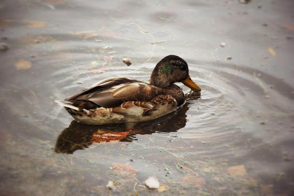 Photograph by Владимир Сушкин