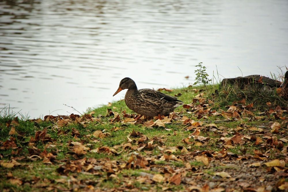 Photograph by Владимир Сушкин