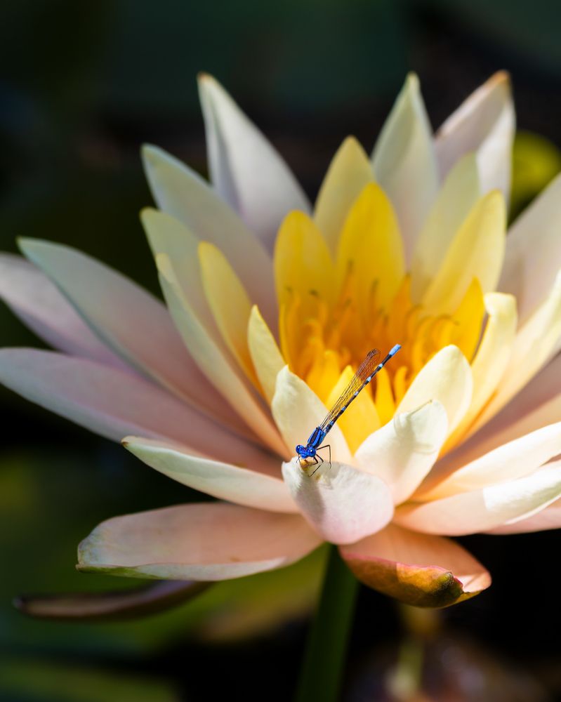 Photograph by Anferow Lana