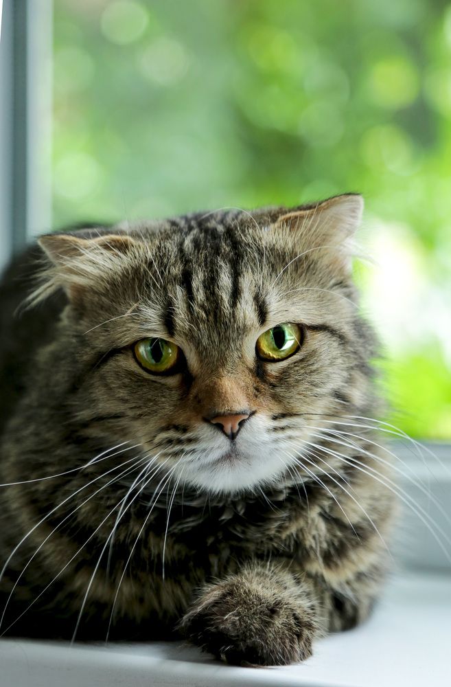 Фотография автора Олеся Лукьяненко