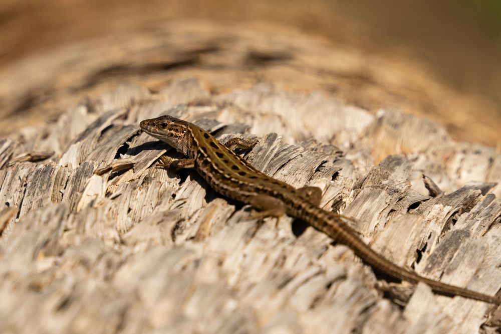 Photograph by Дмитрий Цикин