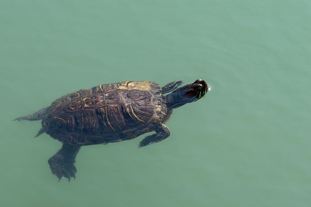 Photograph by Дмитрий Цикин