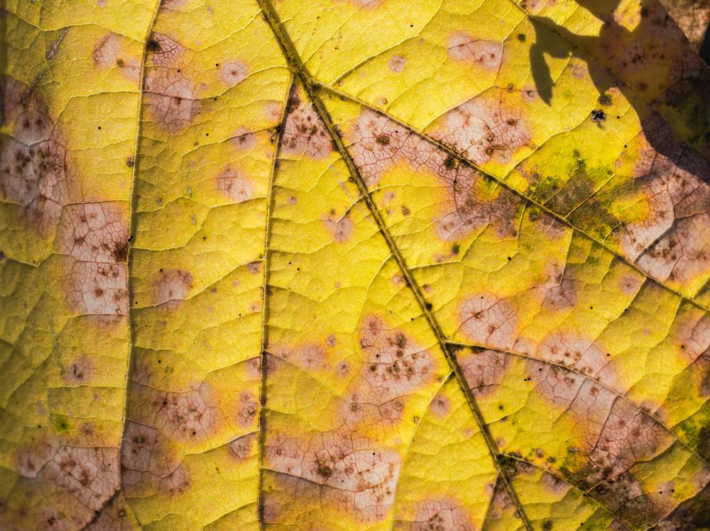 Photograph by Сергей Гаврилов