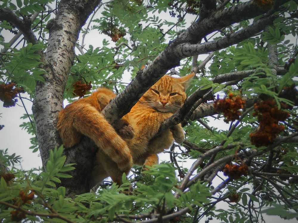 Photograph by Irina Kartoshova