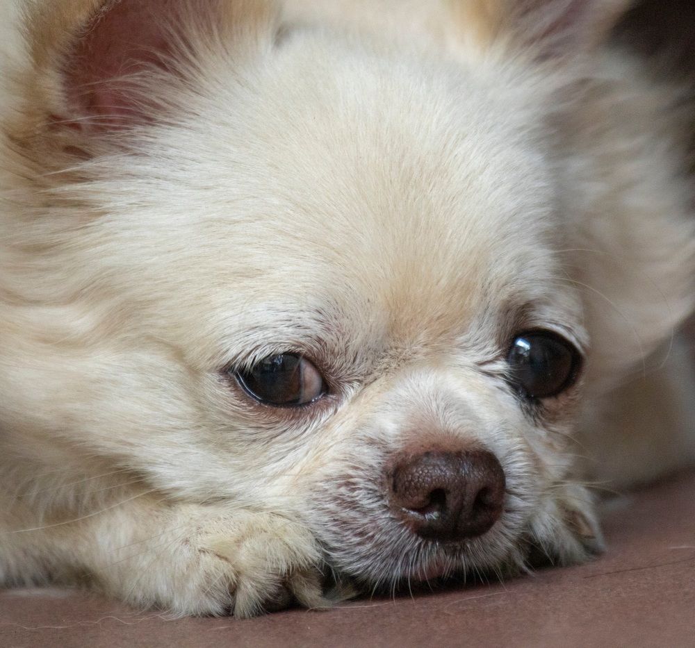 Фотография автора Quan Hung