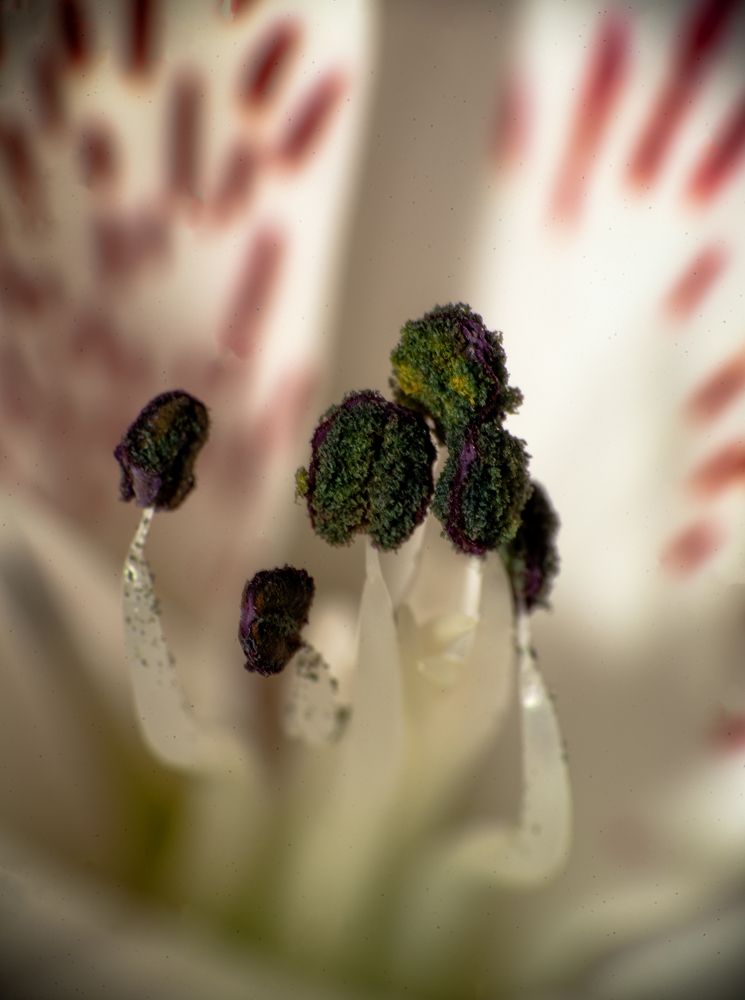 Photograph by Дмитрий Рассыльщиков