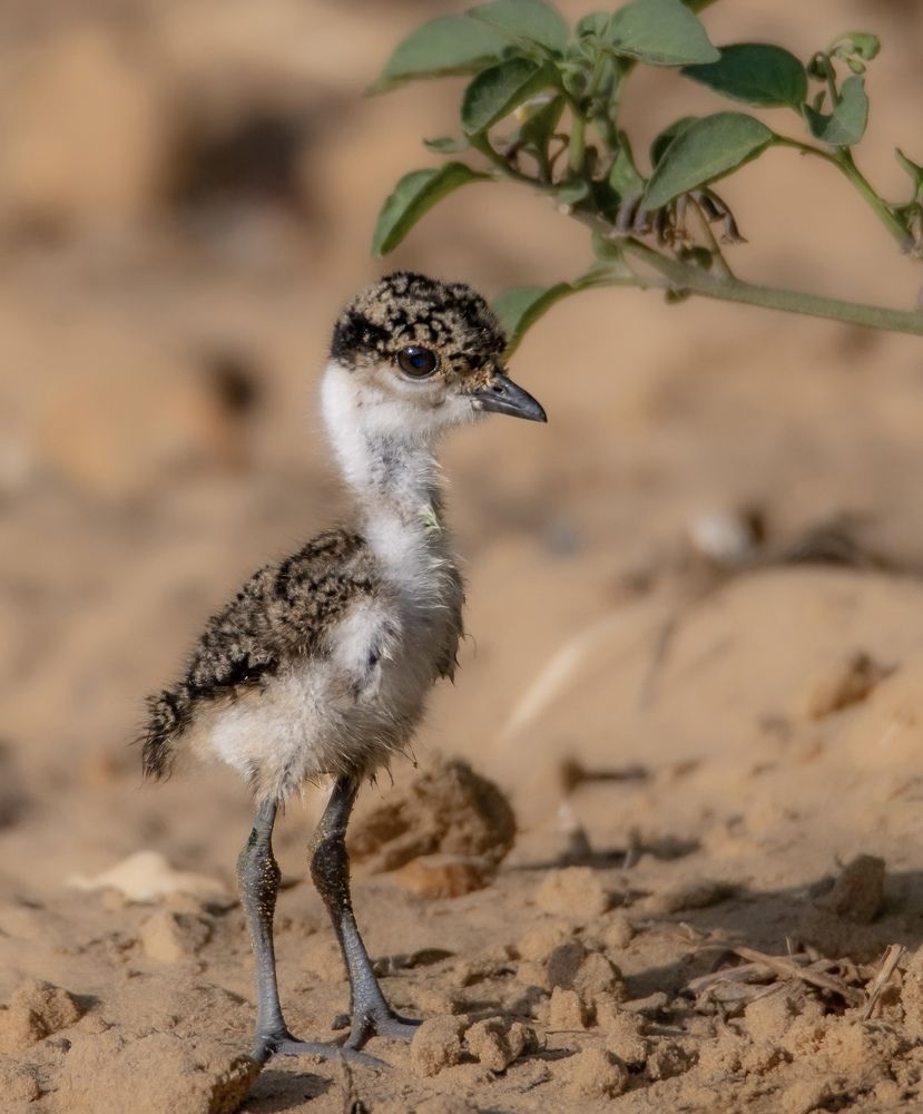 Фотография автора Mohammed sajd