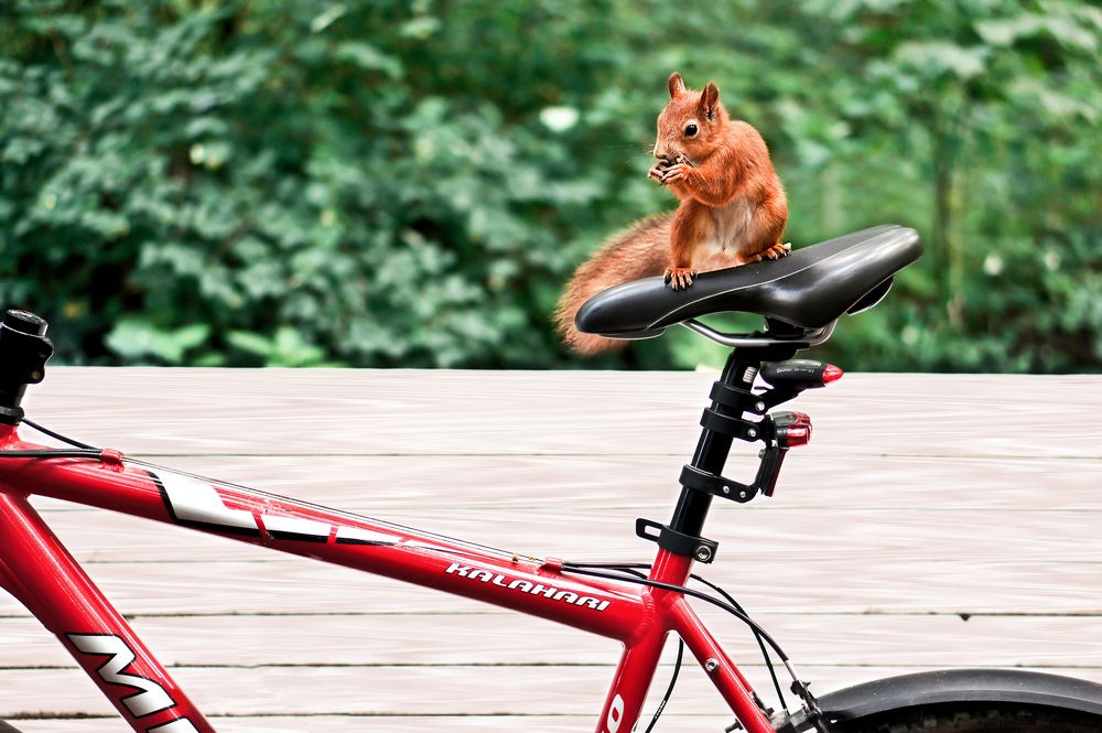 Сухопутный сёрфинг