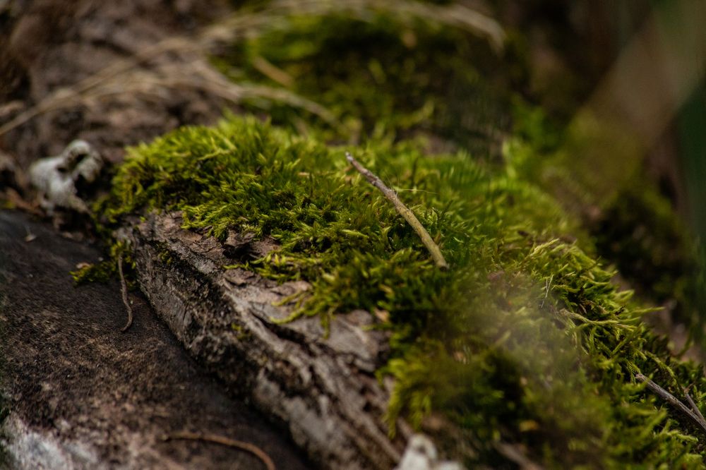 Photograph by Евгений Авдеев