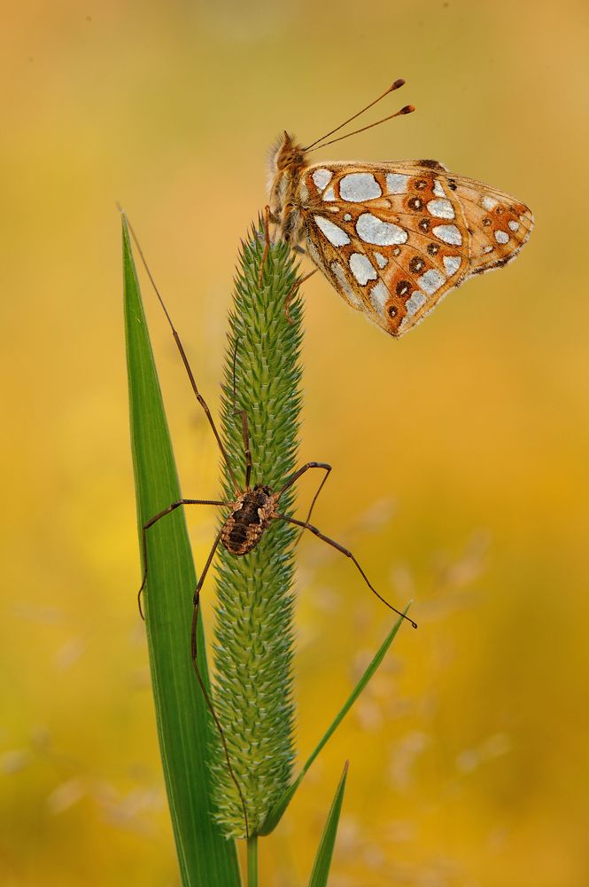 Раскрывая обьятия.