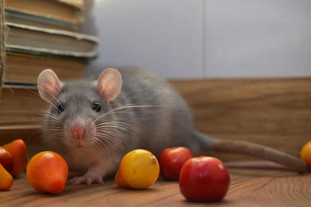 Photograph by Екатерина Самошкина