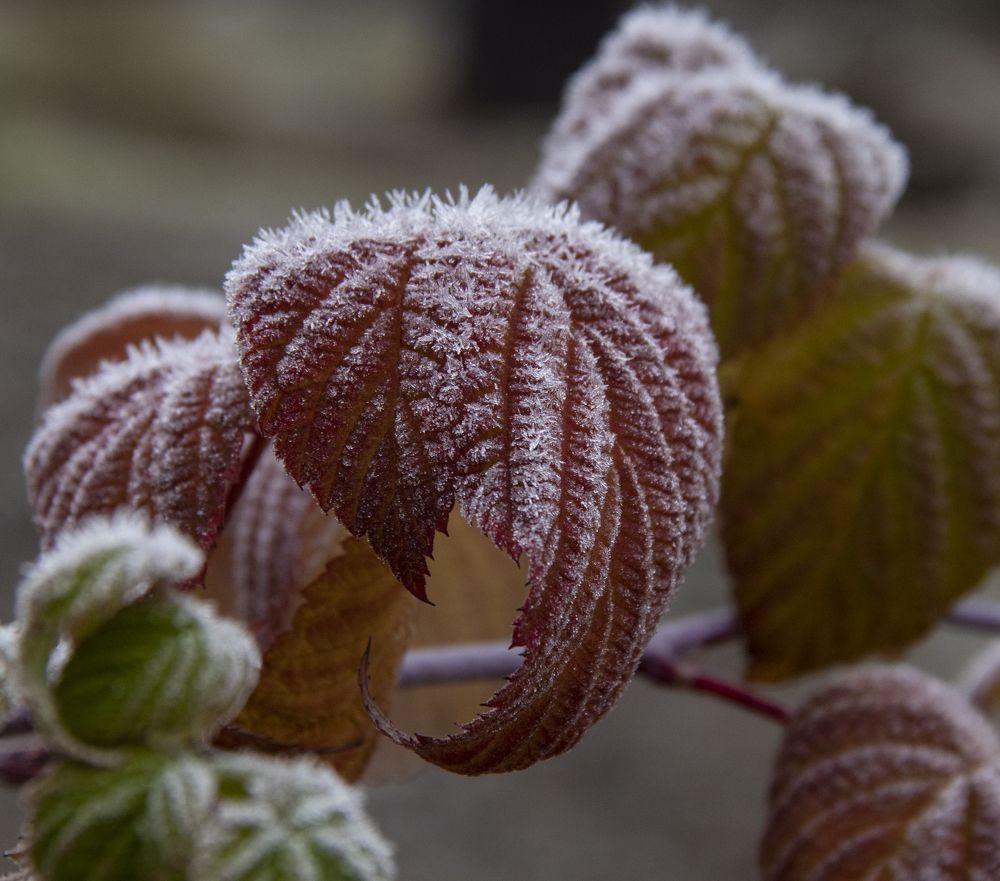 Photograph by Елена Попова