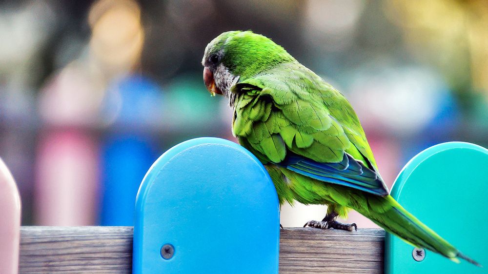 Street green parrot