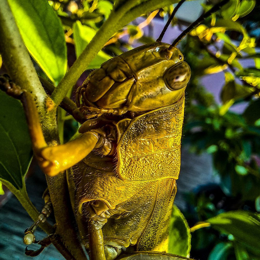 Photograph by Pujo Cahyono