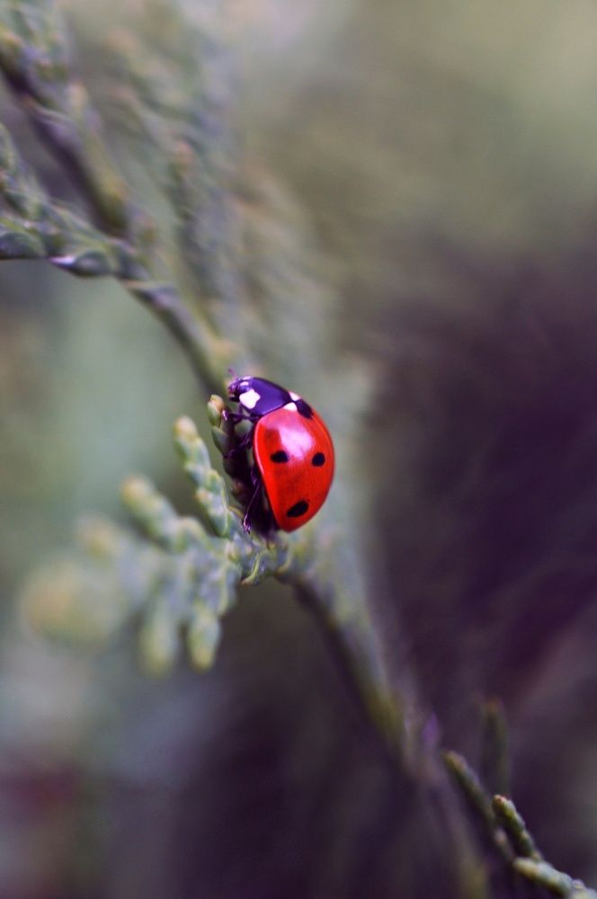 Photograph by Ирина Родионова