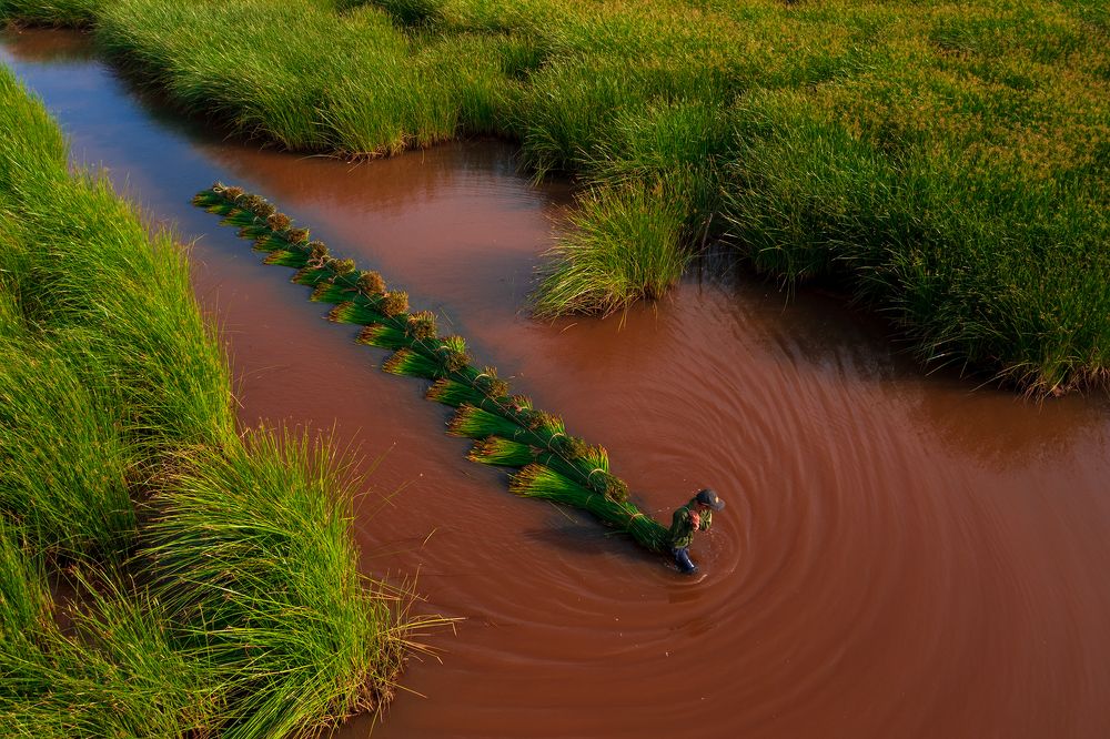 Pulling the sedge raft across the creek