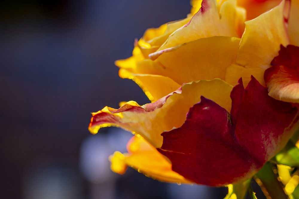 Photograph by Аверина Елена