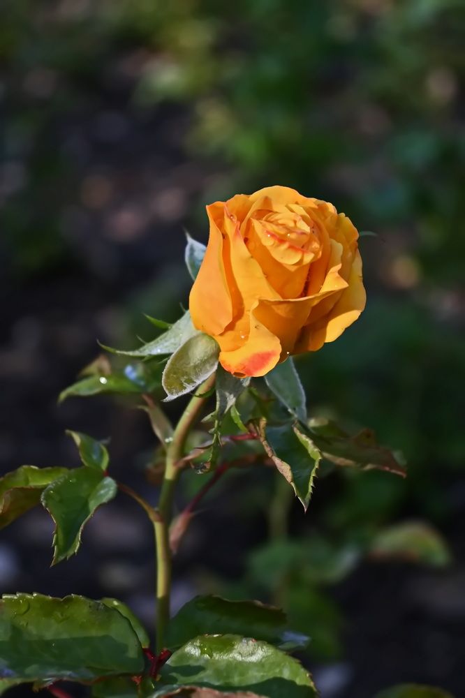 Photograph by Наталья Баранова