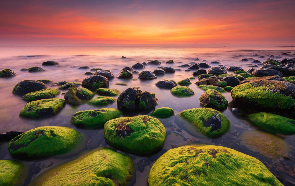 Green moss and rocks