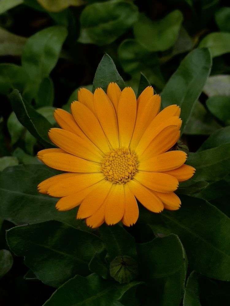 Calendula