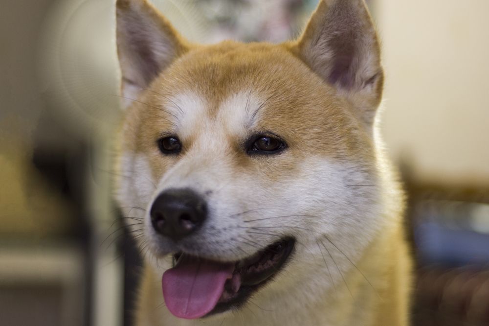 Фотография автора Mohammad amin Naderloei