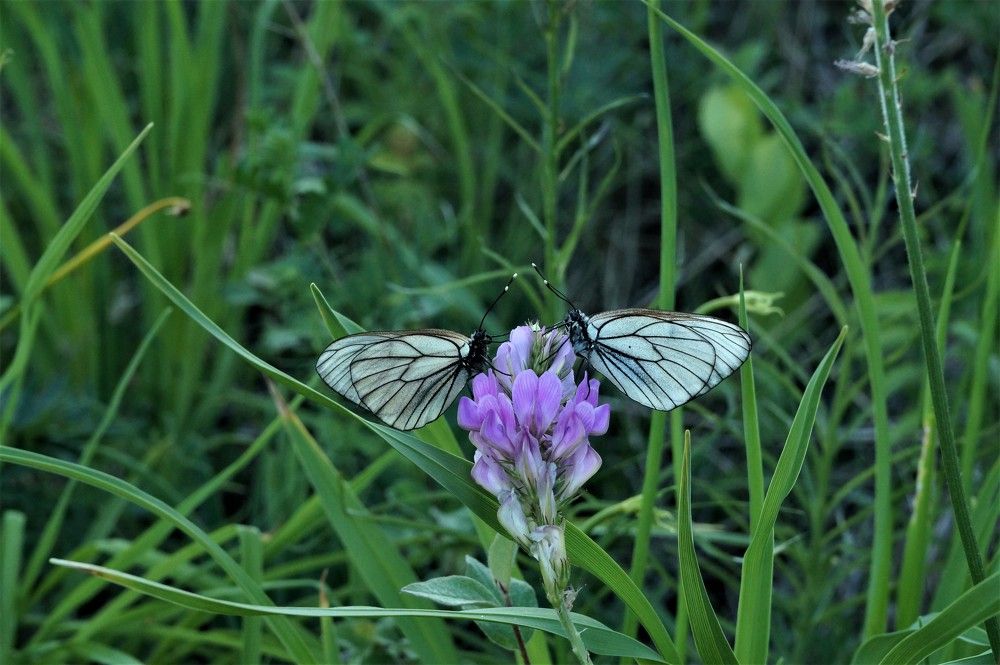 Photograph by Владимир Семиченко