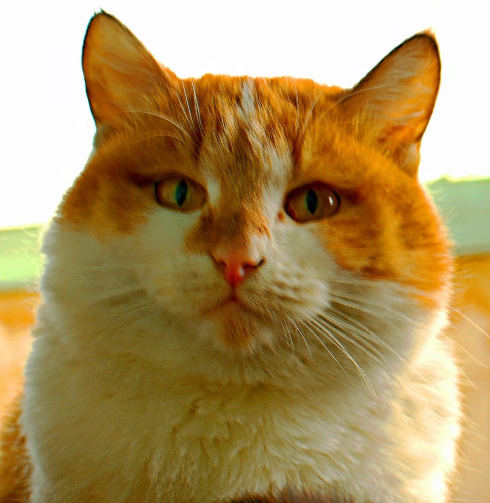 Photograph by Олег Хамуев