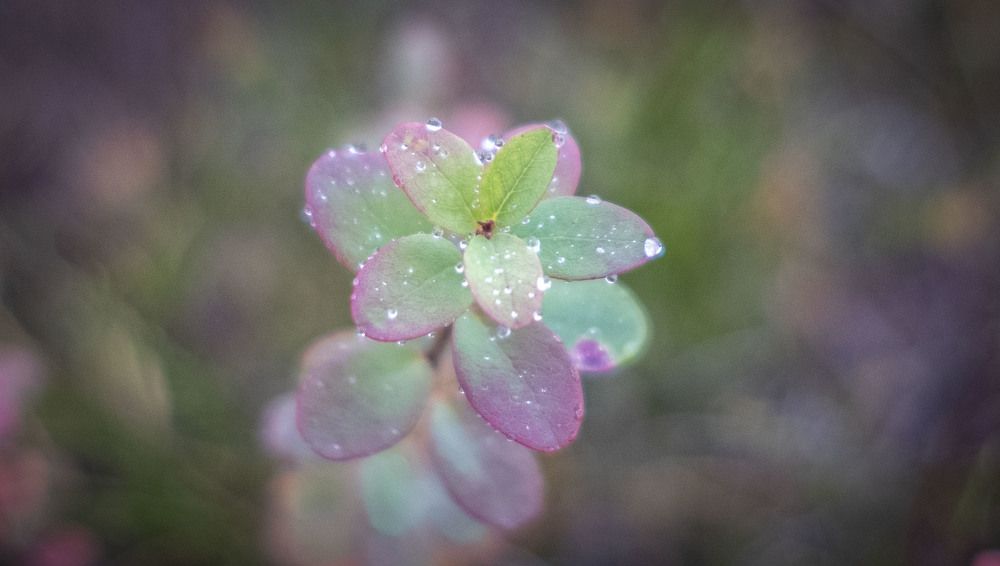 Photograph by Анна Панеева