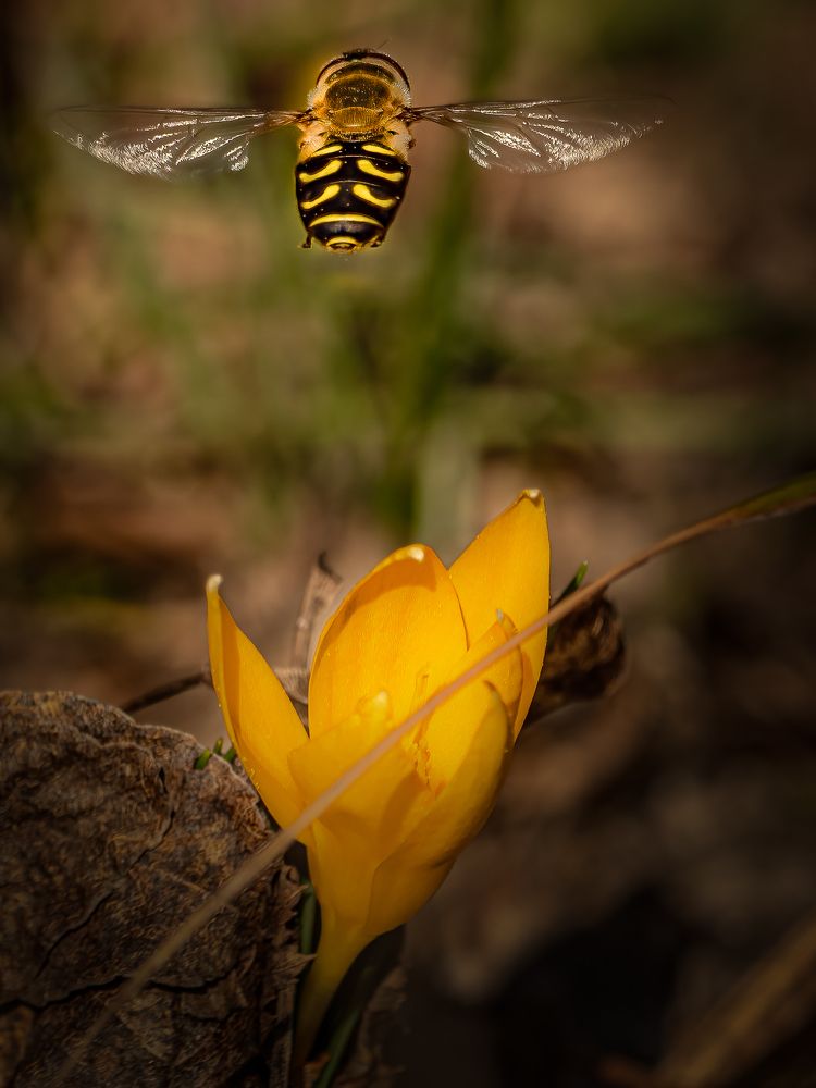 Photograph by Слави Котаров