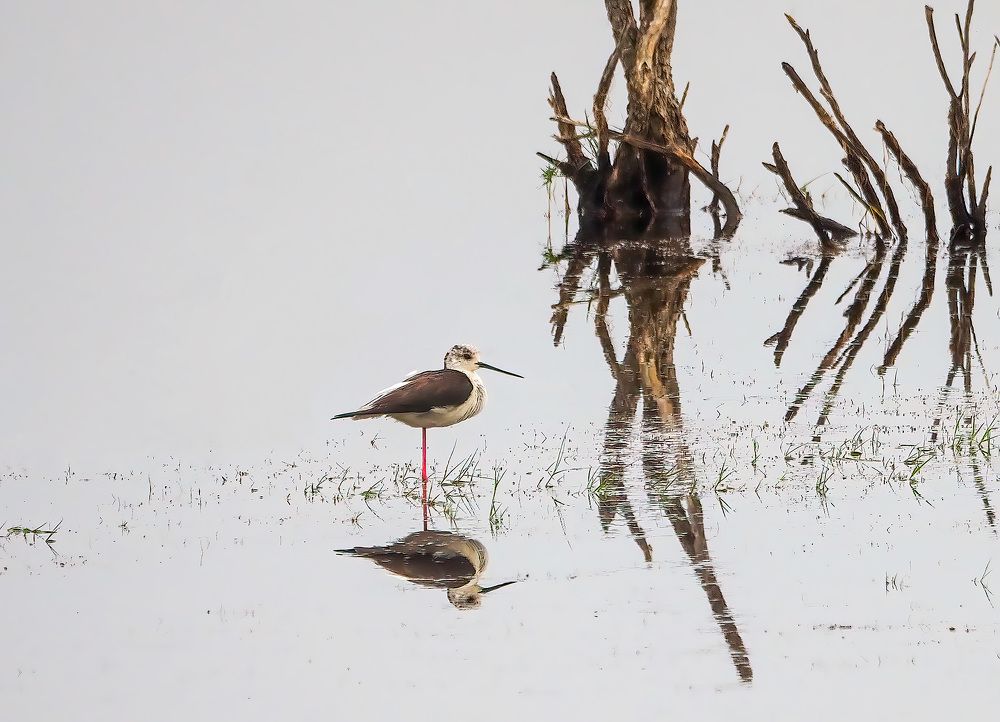 Photograph by Слави Котаров