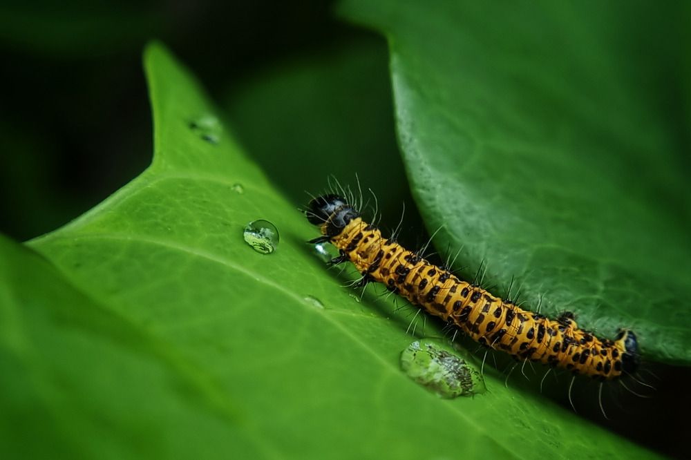 Photograph by Lionel