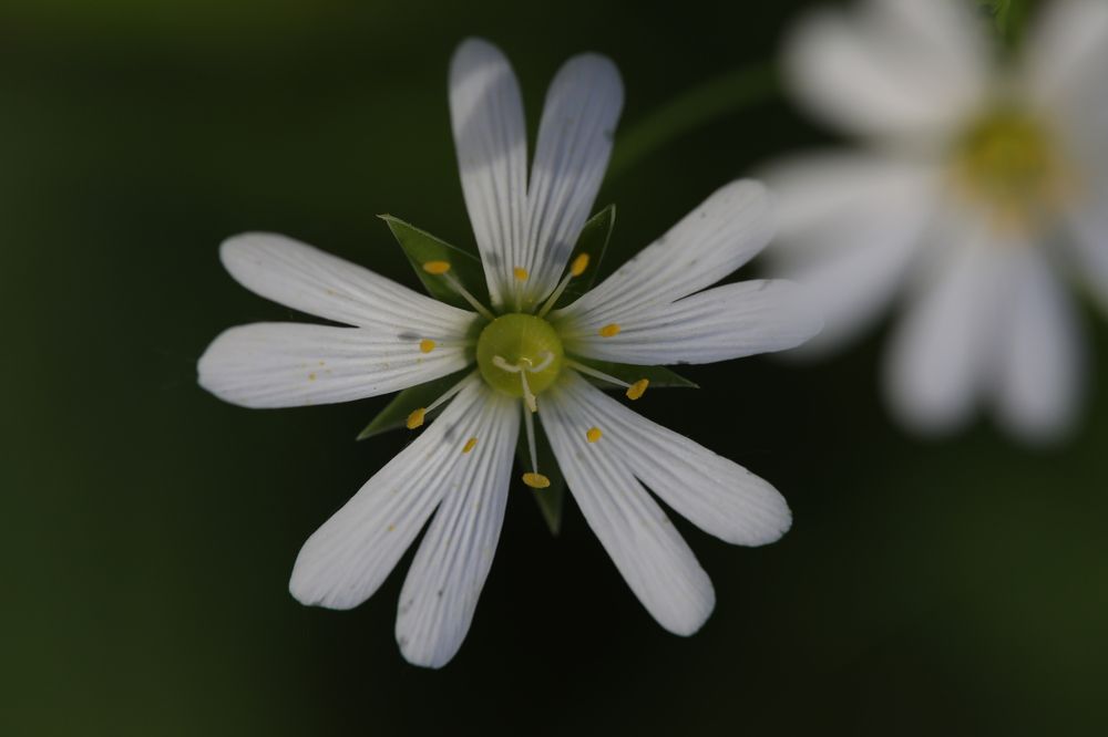 Photograph by Владимир Грибков