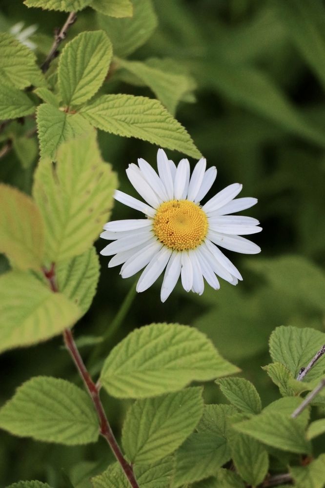 Photograph by Инна Шикуева