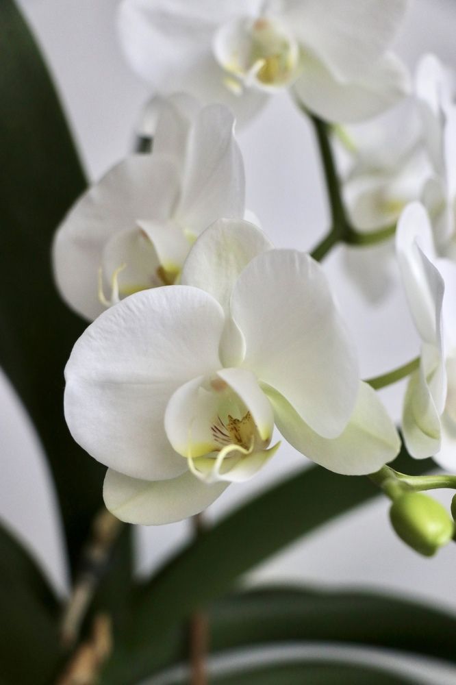 Photograph by Инна Шикуева