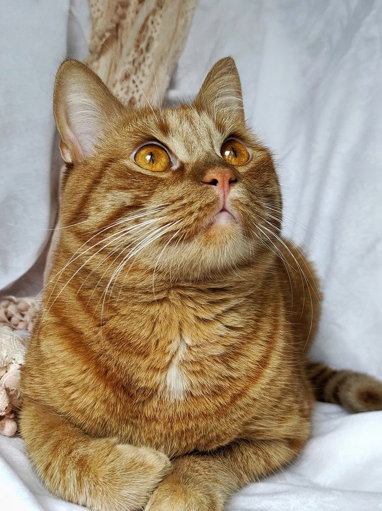 Фотография автора Екатерина Солодовник