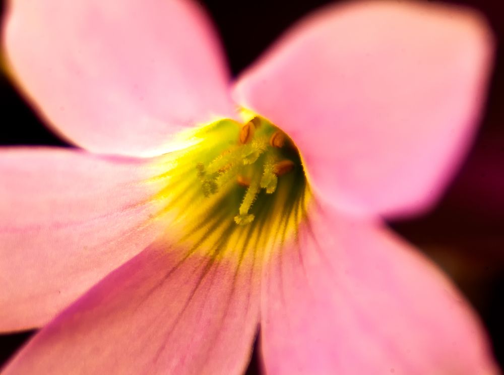 Photograph by Роман Приходько